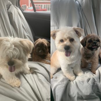 The Pet Station - Before & After! - Pet Groomers Near Me - Louisville, Kentucky