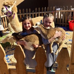 Baby goats