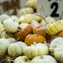 Vista Ranch - Mini Pumpkins