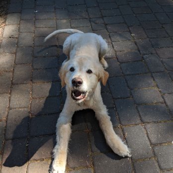 Paw Zone Mobile - Buster is super happy to be rid of his heavy coat! - Pet Groomers Near Me - Santa Rosa, California