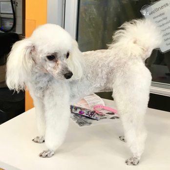 Petco - Camellia Modeling her New Clip! - Pet Stores Near Me - North Hollywood, California Petco - Camellia Modeling her New Clip! - Pet Stores Near Me - North Hollywood, California