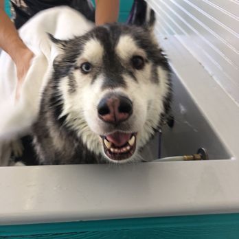 D'tails Pet Salon - Pet Groomers Near Me - Lodi, California D'tails Pet Salon - Pet Groomers Near Me - Lodi, California
