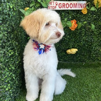 Pet Stop Grooming - Best photoshoot - Pet Groomers Near Me - Garden Grove, California