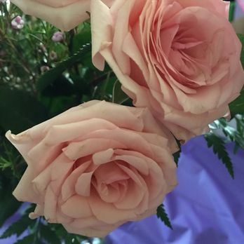 Petal Pushers - Look how old and brown... wish I could get a refund. - Nurseries & Gardening Near Me - Hamilton, New Jersey Petal Pushers - Look how old and brown... wish I could get a refund. - Nurseries & Gardening Near Me - Hamilton, New Jersey