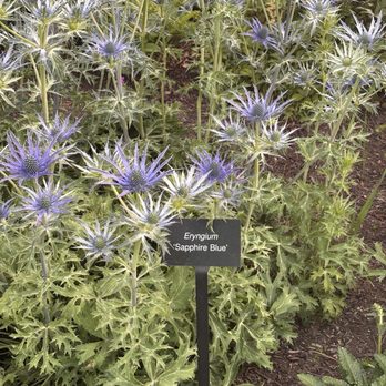Bellevue Botanical Garden - Beautiful unique flowers - Botanical Gardens Near Me - Bellevue, Washington