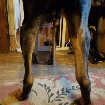 Face Low Cost Animal Clinic - Swelling in the right leg. - Veterinarians Near Me - Indianapolis, Indiana Face Low Cost Animal Clinic - Swelling in the right leg. - Veterinarians Near Me - Indianapolis, Indiana