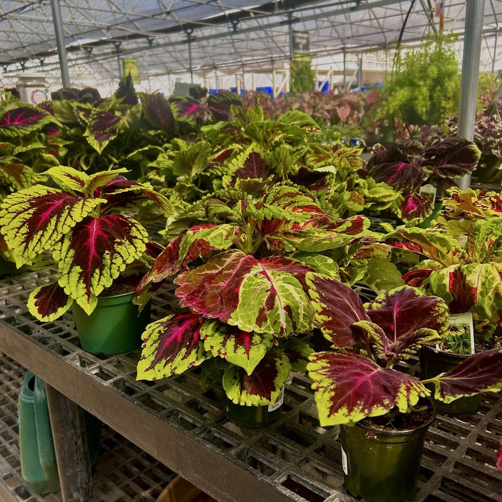 Cornelius Nursery - Beautiful coloration - Nurseries & Gardening Near Me - Houston, Texas Cornelius Nursery - Beautiful coloration - Nurseries & Gardening Near Me - Houston, Texas