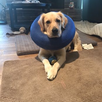 Altered Tails - Veterinarians Near Me - Phoenix, Arizona
