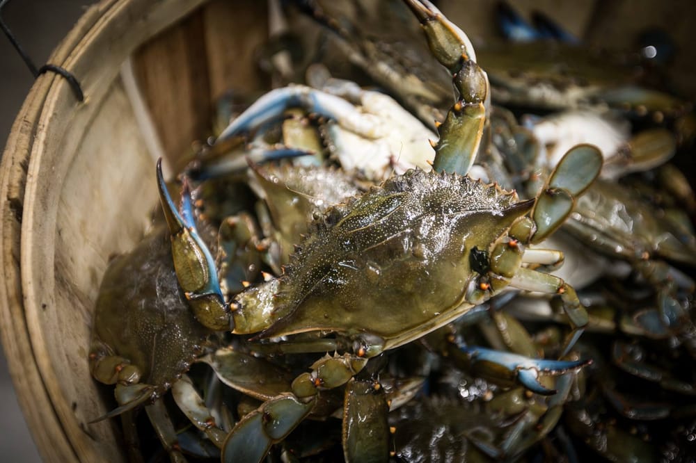 THE FISH PLACE Updated September 2024 1500 Sunrise Hwy, Copiague