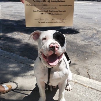 Jump Start Dog Training - Pet Training Near Me