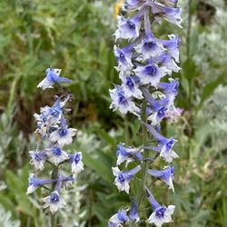 Beehive Basin Trail