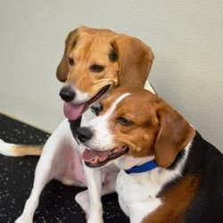 Cary Kennels & Spa