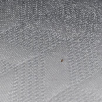 Wayfair Outlet - BED BUG crawling on a Wayfair mattress purchase. They REFUSED to make this right. Won't exchange! - Furniture Stores Near Me - Brunswick, Maine