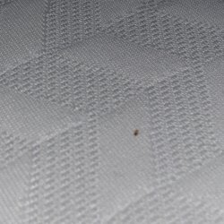 Wayfair Outlet - BED BUG crawling on a Wayfair mattress purchase. They REFUSED to make this right. Won't exchange!