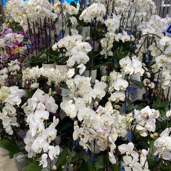 Ralphs Fresh Fare - Orchids and more orchids - Grocery Near Me - San Diego, California Ralphs Fresh Fare - Orchids and more orchids - Grocery Near Me - San Diego, California