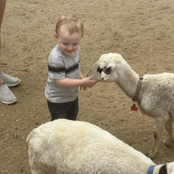 Barnyard Buddies - Petting Zoos Near Me - Lakewood, California Barnyard Buddies - Petting Zoos Near Me - Lakewood, California