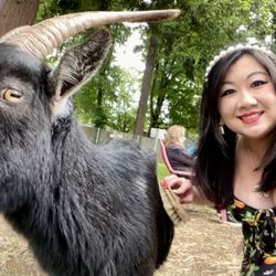 The Belmont Goats