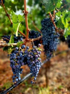 Elusa Winery by null