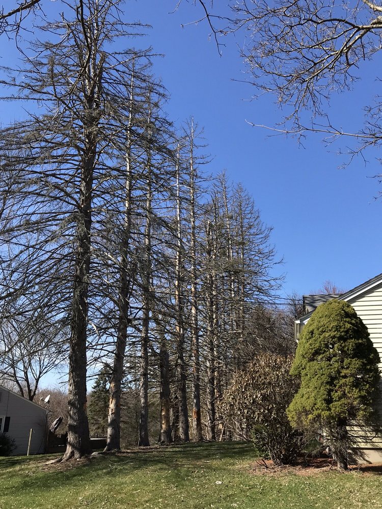 Monster Tree Service of Hartford - tree service in Suffield, CT