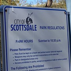 A cactus wren was showing Me the rules.