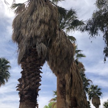 Agua Caliente Park - Palms by the water - Parks Near Me - Tucson, Arizona Agua Caliente Park - Palms by the water - Parks Near Me - Tucson, Arizona