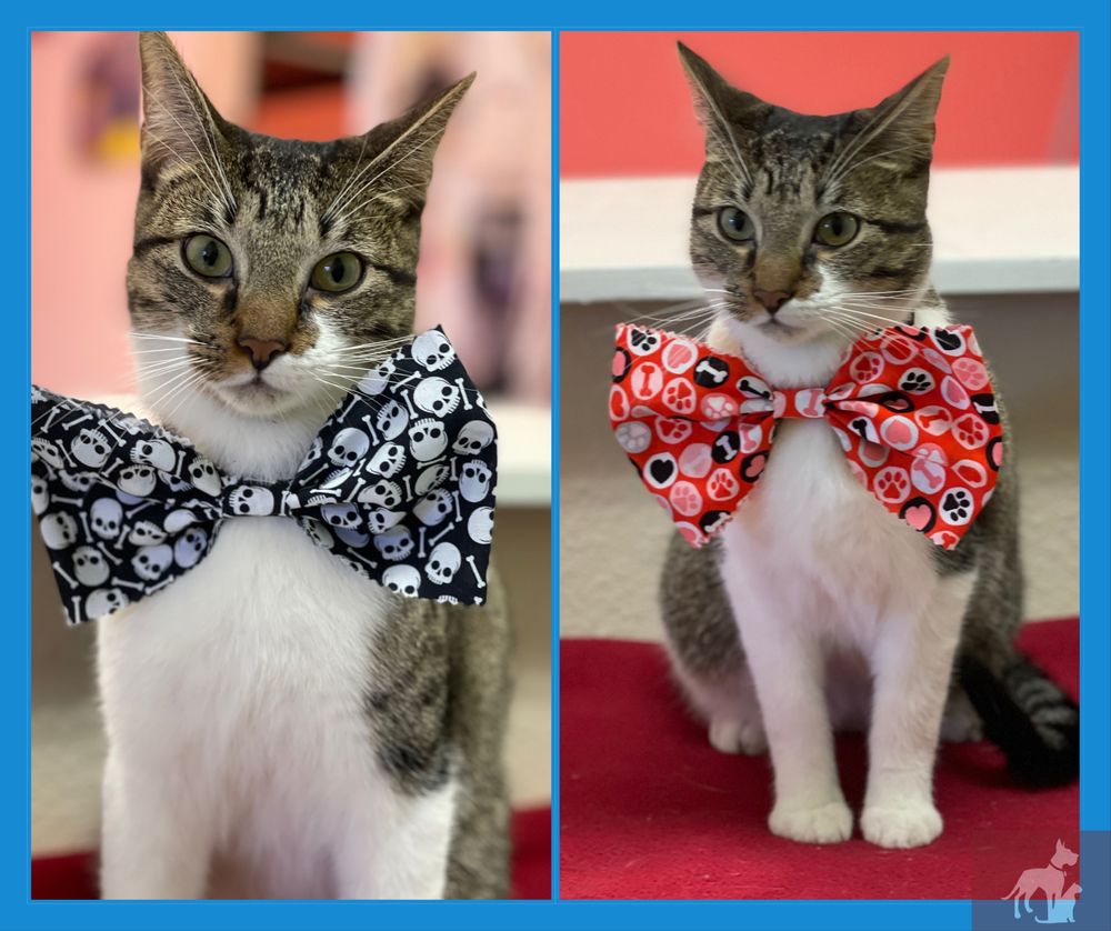 ALPHA DOG PET GROOMING Updated August 2024 10 Photos 909 W 495th