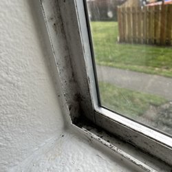 Evergreen on 47 - BLACK MOLD.