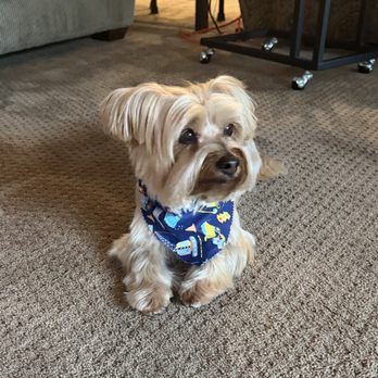 The Velvet Paw Spa - Wrigley - Pet Groomers Near Me - Avon, Indiana