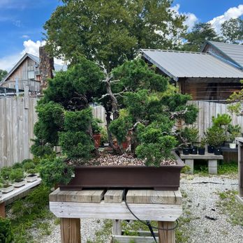 Plant City Bonsai - Gorgeous tree - Nurseries & Gardening Near Me - Clermont, Georgia Plant City Bonsai - Gorgeous tree - Nurseries & Gardening Near Me - Clermont, Georgia