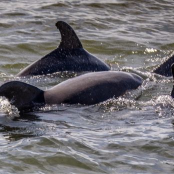 Adventures In Paradise - Dolphins! - Boating Near Me - Fort Myers, Florida