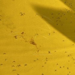 Myras - Nats!