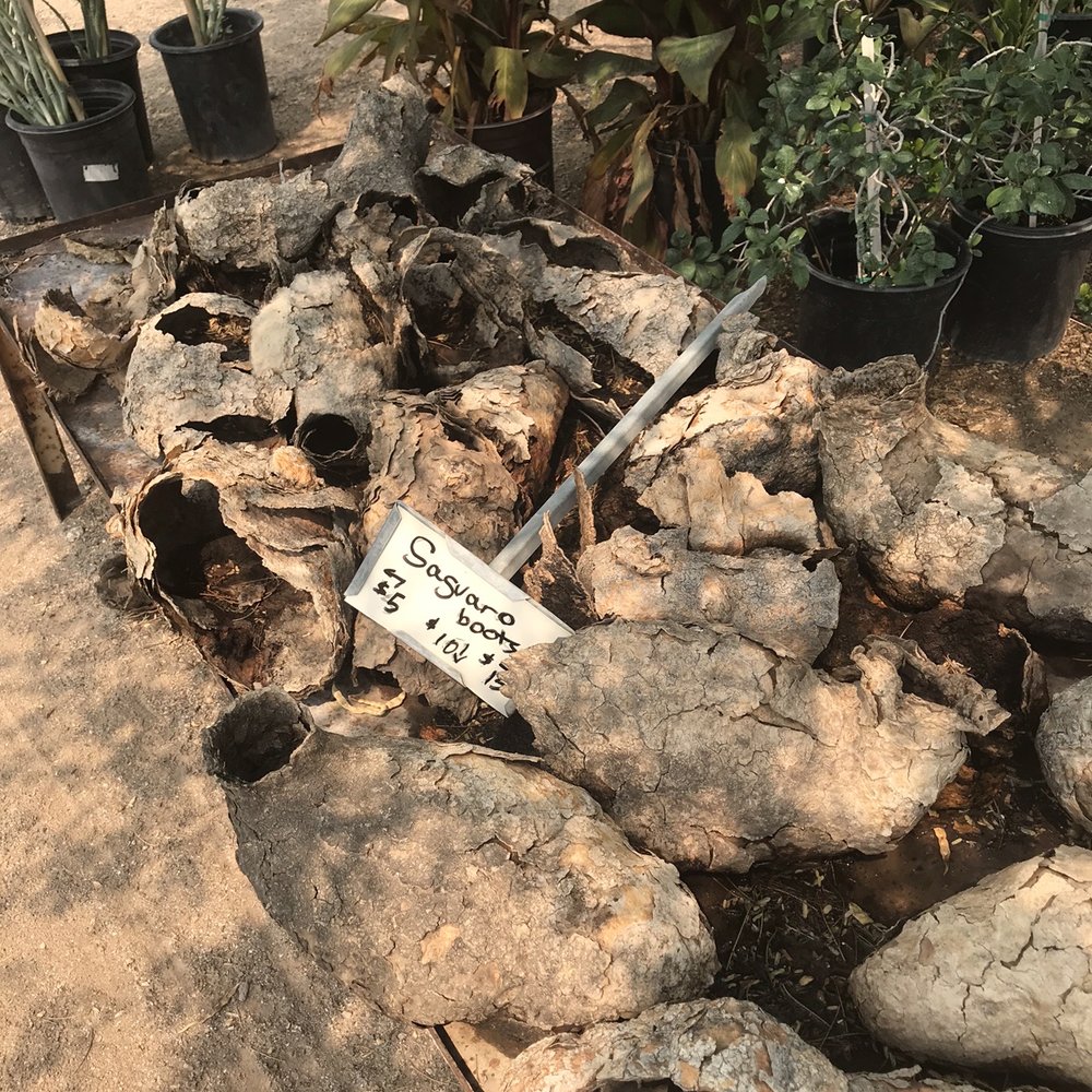 Arizona Growers - Az growers saguaro cacti " boots" eclectic variety of choices - Nurseries & Gardening Near Me - Tucson, Arizona Arizona Growers - Az growers saguaro cacti " boots" eclectic variety of choices - Nurseries & Gardening Near Me - Tucson, Arizona