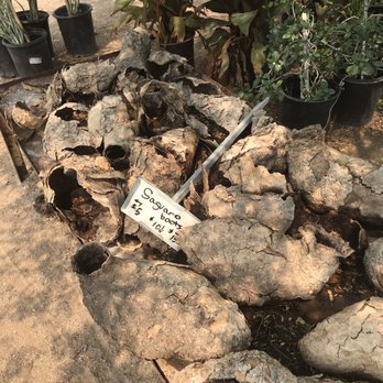Arizona Growers - Az growers saguaro cacti " boots" eclectic variety of choices - Nurseries & Gardening Near Me - Tucson, Arizona