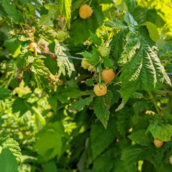 Donaldson Farms - Fruits & Veggies Near Me - Hackettstown, New Jersey