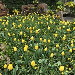 Afton Villa Gardens
