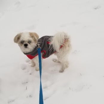 Honey's Grooming Parlor - 1 year old customer. - Pet Groomers Near Me - Alsip, Illinois