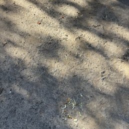 What's leftover from my dogs...