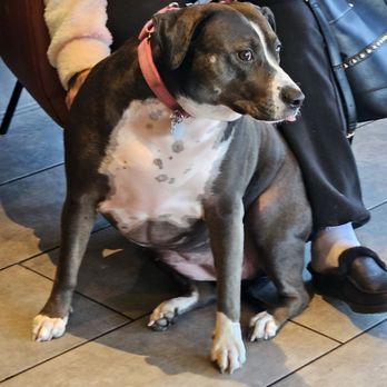 Starbucks - Service dog - Coffee & Tea Near Me - Douglasville, Georgia Starbucks - Service dog - Coffee & Tea Near Me - Douglasville, Georgia
