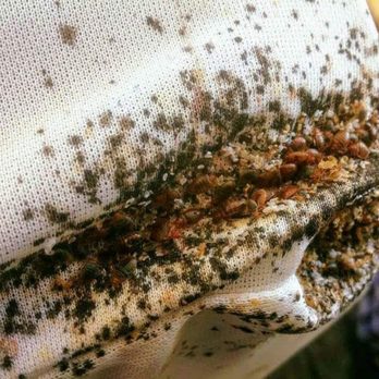 Dead Bug Walkin - Pest Control Near Me - Skiatook, Oklahoma Dead Bug Walkin - Pest Control Near Me - Skiatook, Oklahoma