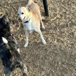 Tipps Canine Hollow