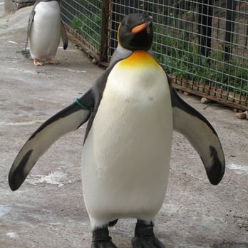 Edinburgh Zoo - Zoos Near Me - Edinburgh, EDH