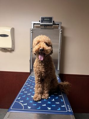 Vinegar Hill Veterinary Group