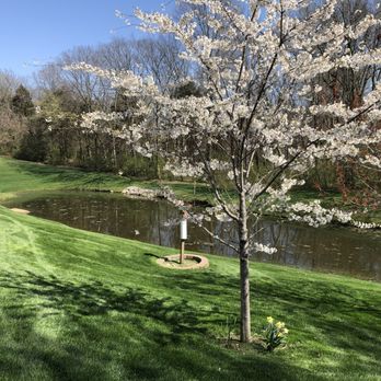 Schuler Lawn Care - a white flowering tree in front of a lake - Lawn Services Near Me Schuler Lawn Care - a white flowering tree in front of a lake - Lawn Services Near Me