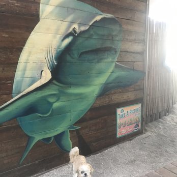 Venice Fishing Pier - Photo spot - Mocha Coconut by the shark which is by the souvenir shop - Fishing Near Me - Venice, Florida Venice Fishing Pier - Photo spot - Mocha Coconut by the shark which is by the souvenir shop - Fishing Near Me - Venice, Florida