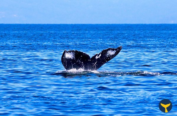 Prince of Whales - Whale & Marine Wildlife Adventures Vancouver by null