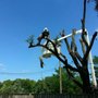 Photo of Timberhawk Tree Service