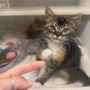 Whatcom Humane Society