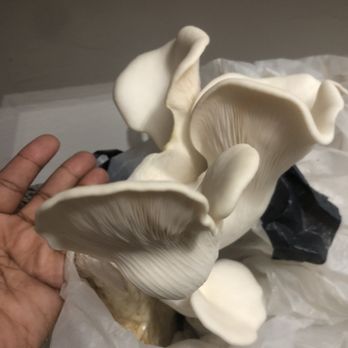 Global Native Farms - White oyster mushrooms - Farmers Market Near Me