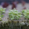 Montecito Urban Farms gift card