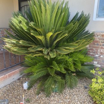 Henriquez Tree Service - Before the trim - Tree Services Near Me - Bakersfield, California Henriquez Tree Service - Before the trim - Tree Services Near Me - Bakersfield, California